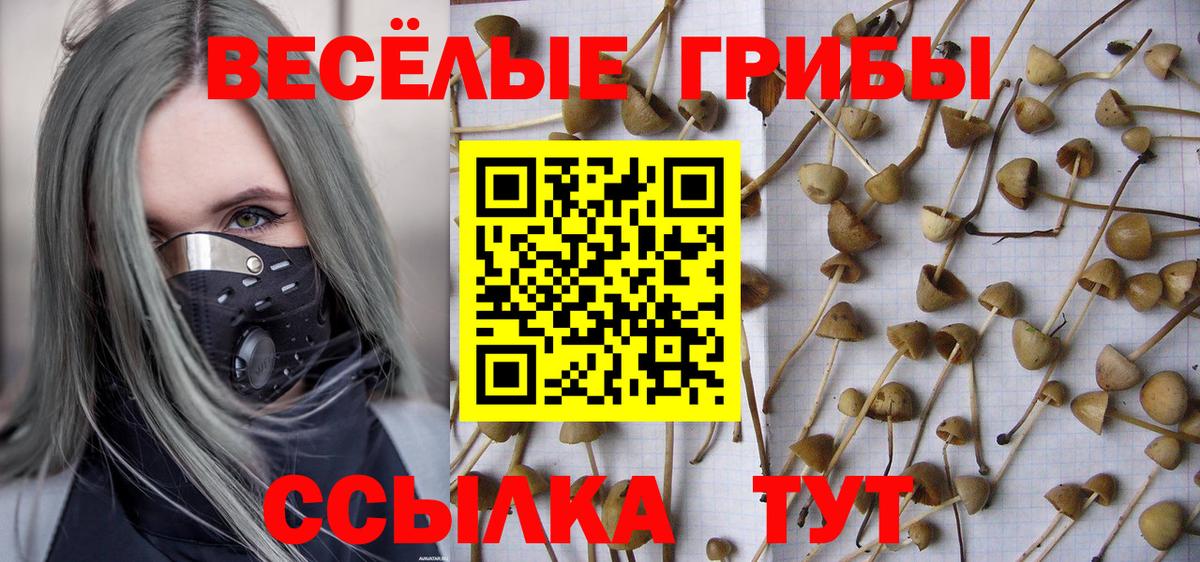 Псилоцибиновые грибы Cubensis  Вход с VPN  Мурино 